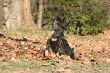SCOTTISH TERRIER 109
